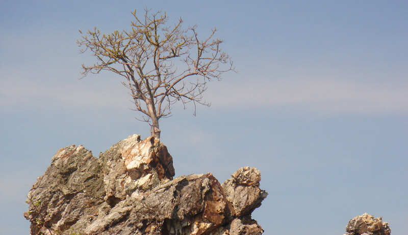 Hình ảnh cây Thạch Lựu Mộc